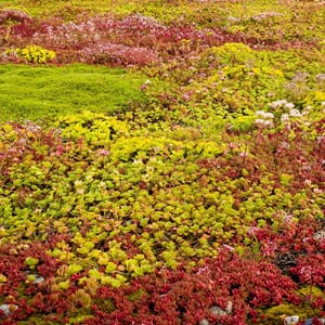 Sedum Bergknapp